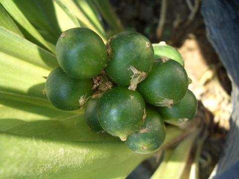 万年青（オモト）  1