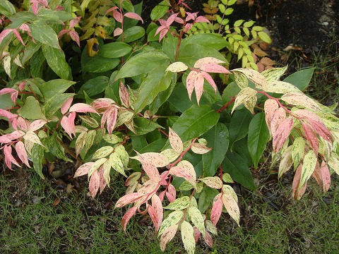 西洋イワナンテン レインボー 苗 販売 苗木部 By 花ひろばオンライン