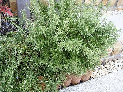 ローズマリー トスカナブルー 3