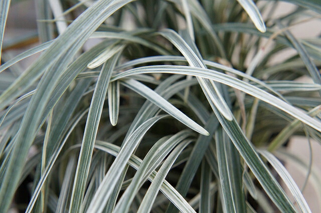 シルバードラゴン