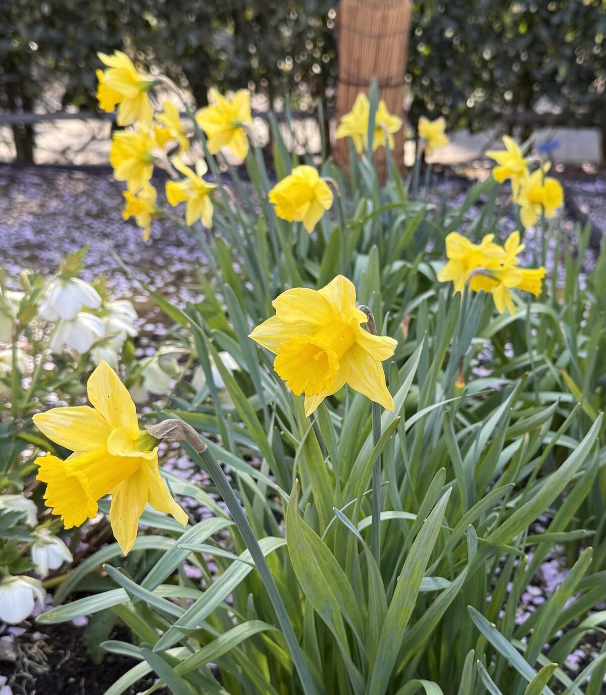 スイセン ラッパ咲き 黄花品種 