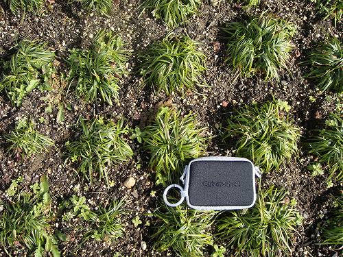 リュウノヒゲ 玉竜 苗 おすすめ 苗木部 By 花ひろばオンライン