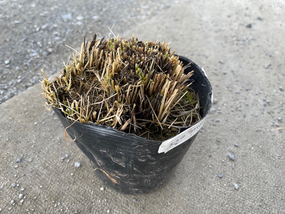 カラマグロスティス ブラキトリカ 4