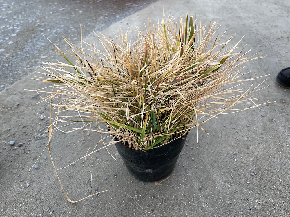 カラマグロスティス ブラキトリカ 3