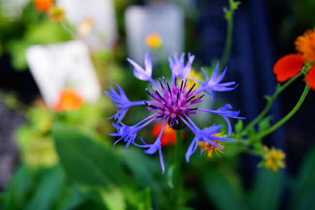 セントーレア モンタナ 苗 販売 苗木部 By 花ひろばオンライン