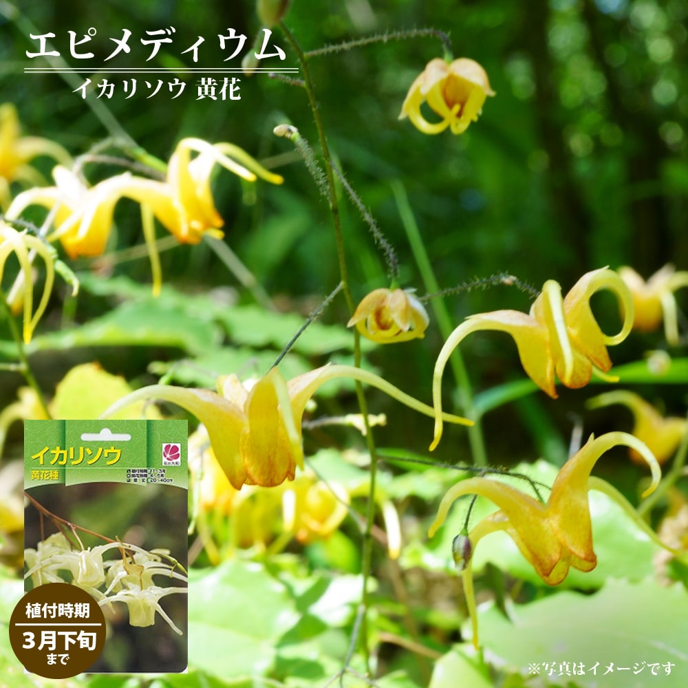エピメディウム 黄花 