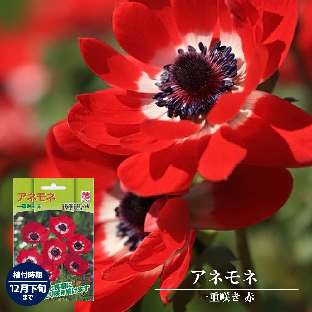 アネモネ 赤　一重咲き