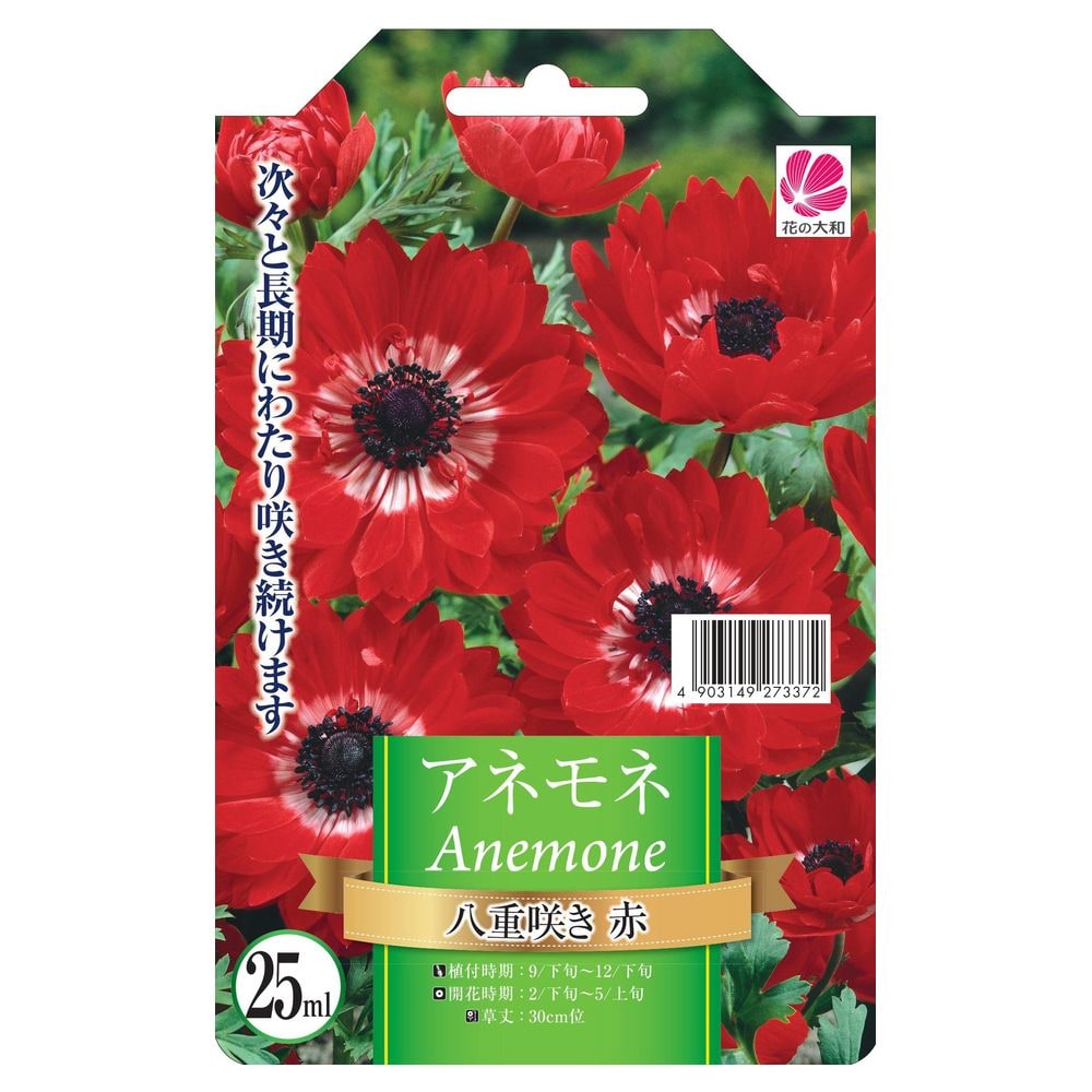 アネモネ 八重咲き 赤 