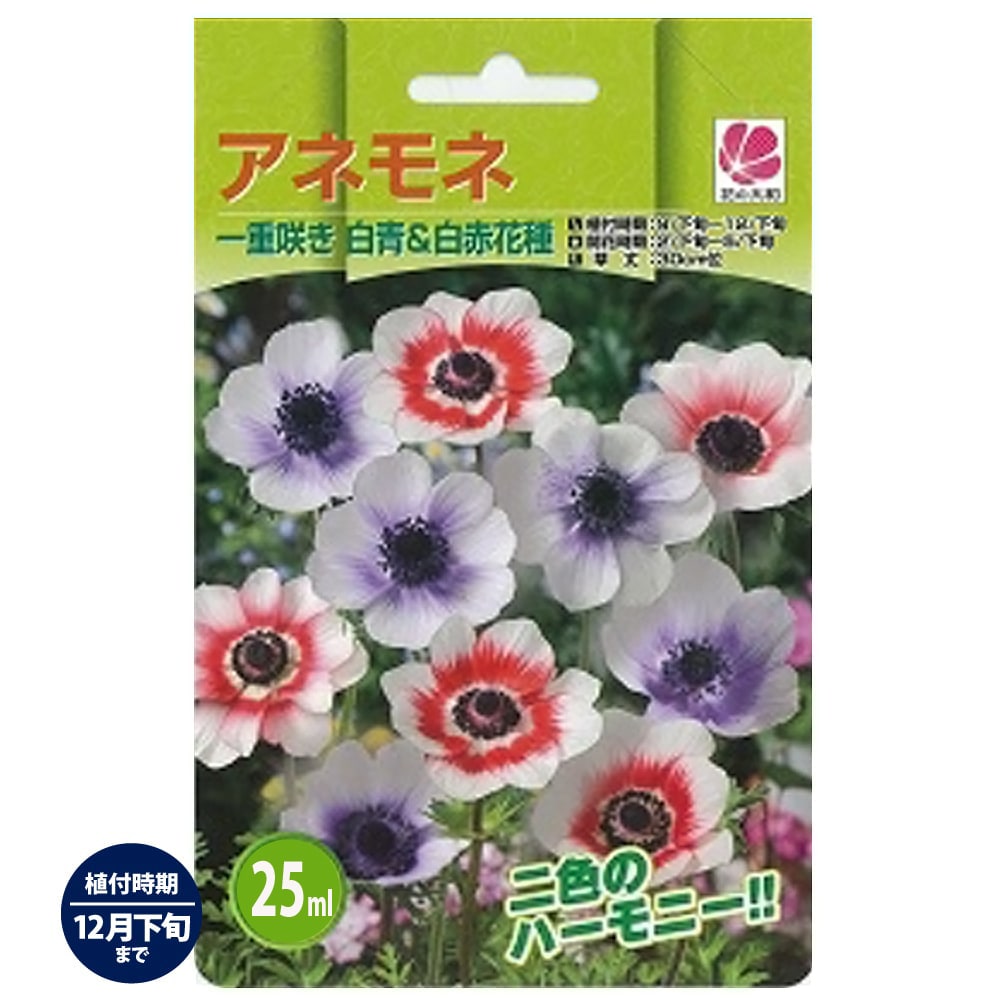 アネモネ 一重咲き 白青&白赤 