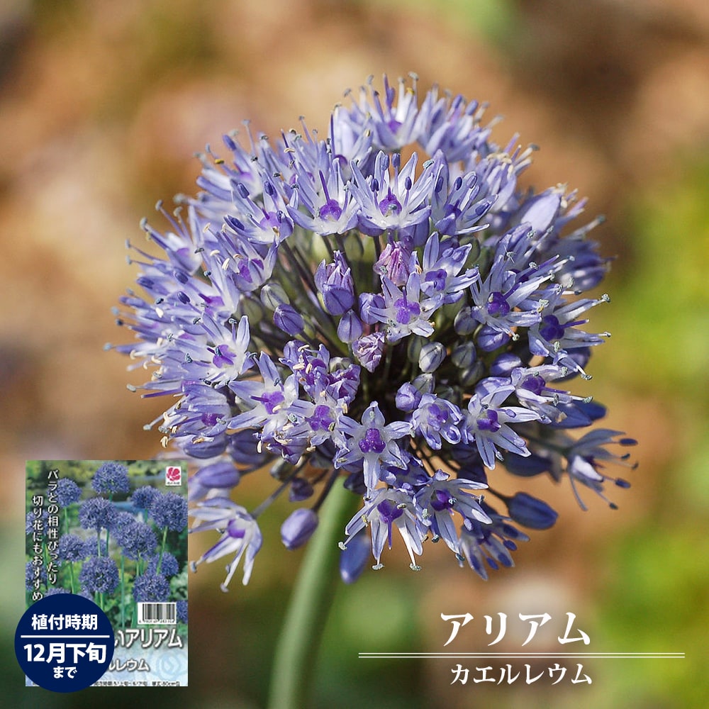 アリアム カエルレウム 