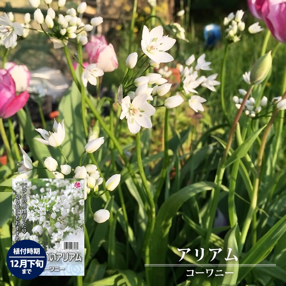 アリアム コワニー 1