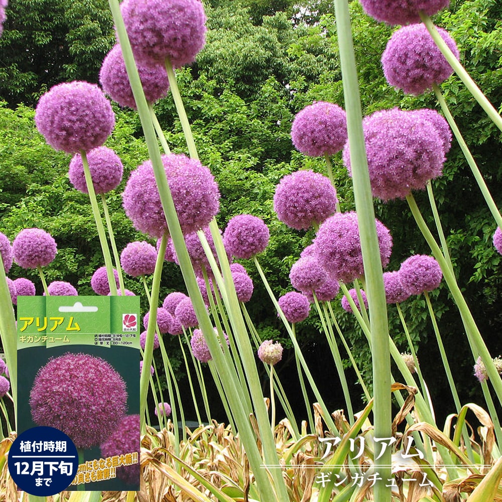アリアム ギガンチューム 