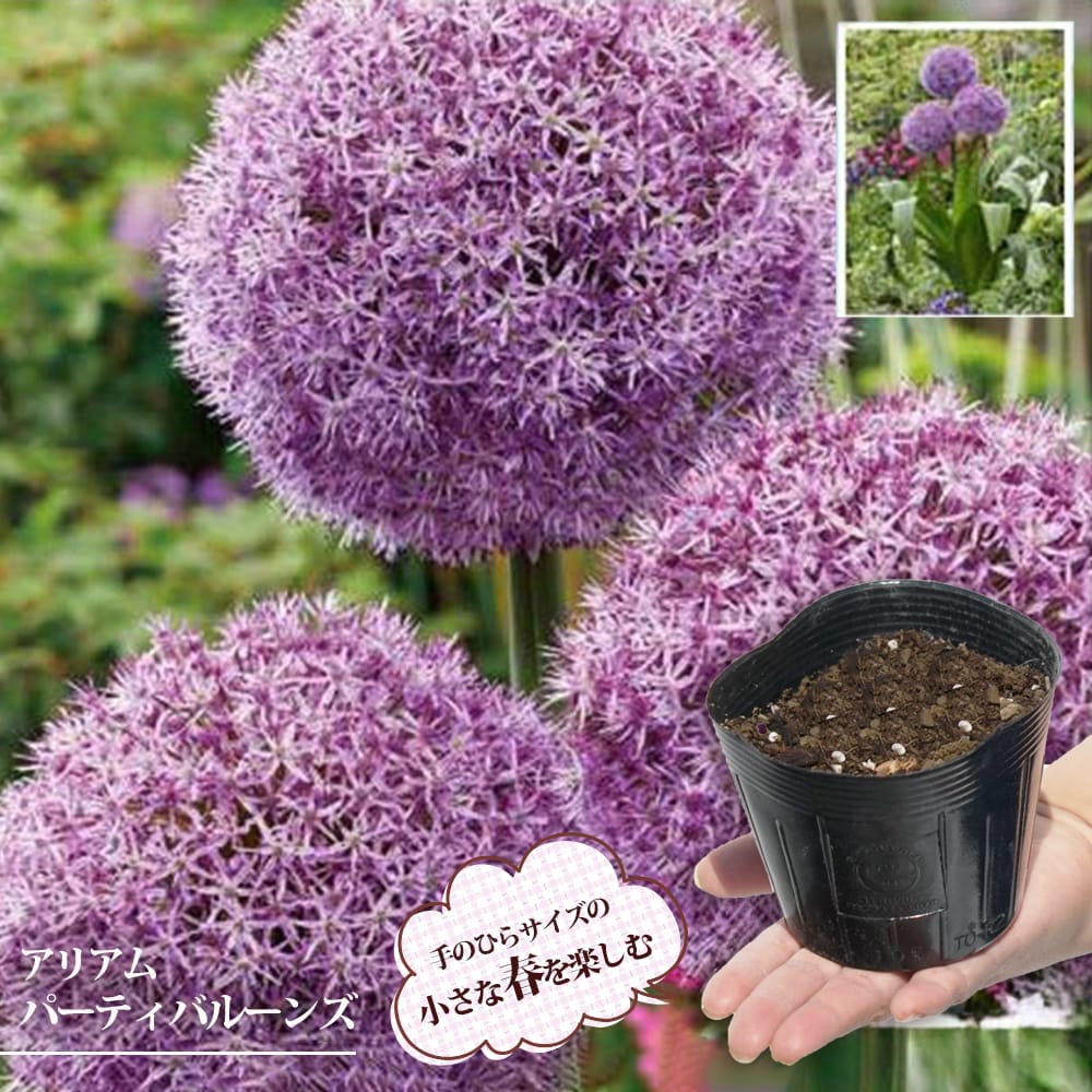 アリアム ギガンチューム 