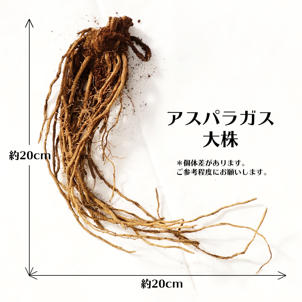 アスパラガス アスパラガス 2
