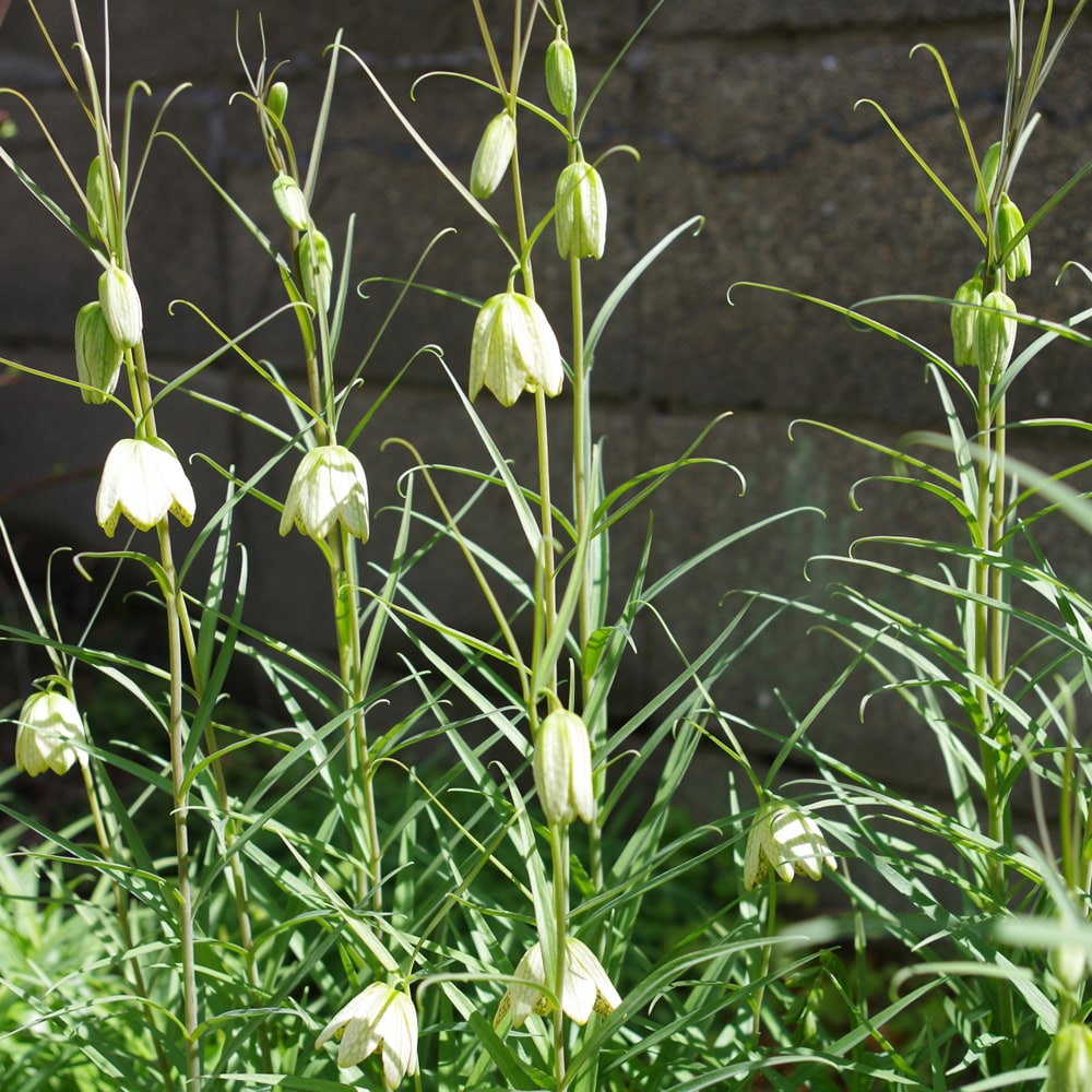 ユリ 貝母百合 3