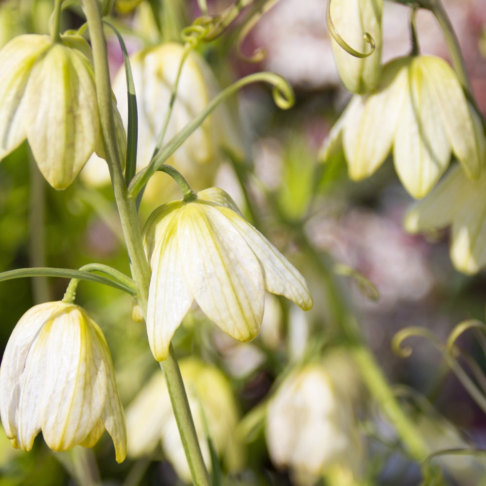 ユリ 貝母百合 3