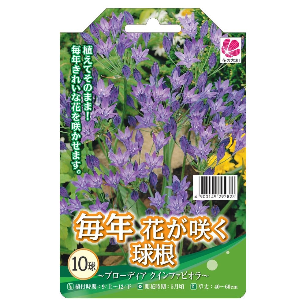 ブローディア クインファビオラ 