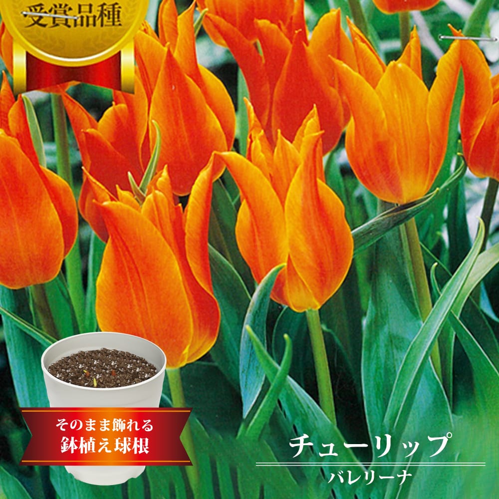 チューリップ バレリーナ 