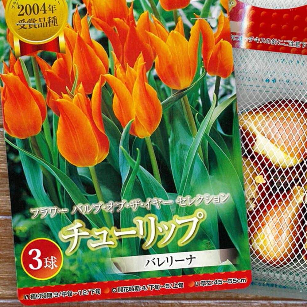 チューリップ バレリーナ 