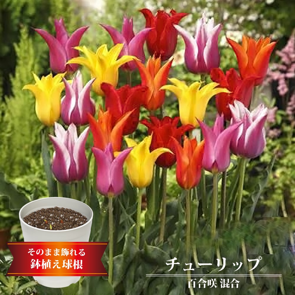 チューリップ 百合咲き 混合 