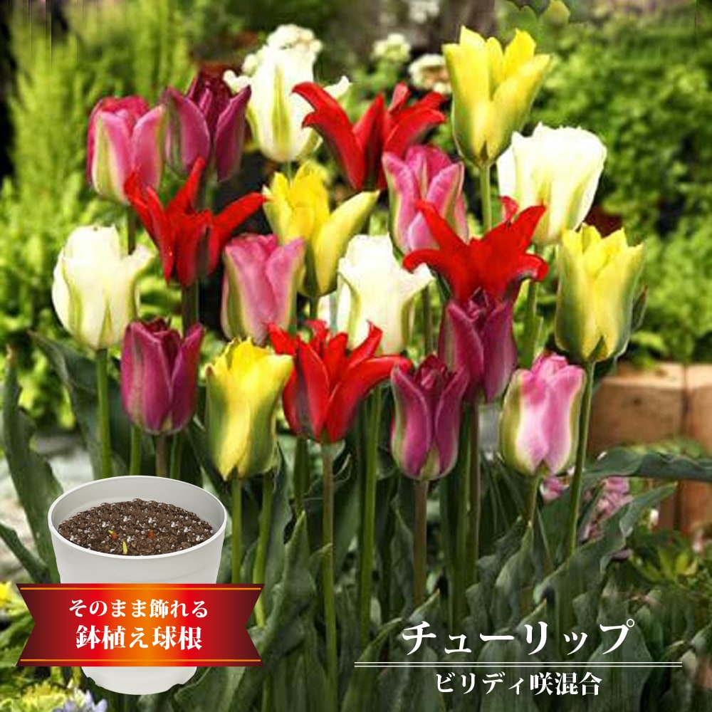 チューリップ ビリディ咲き 混合 
