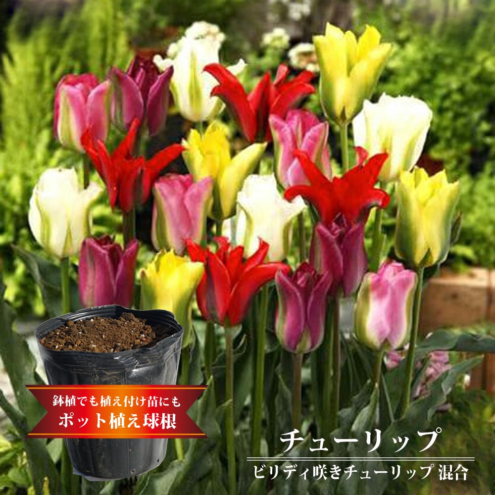 チューリップ ビリディ咲き 混合 2