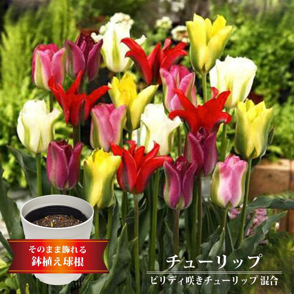 チューリップ ビリディ咲き 混合 1