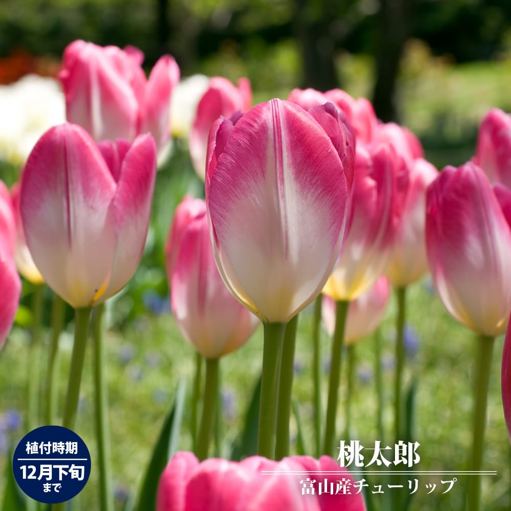 チューリップ 桃太郎 