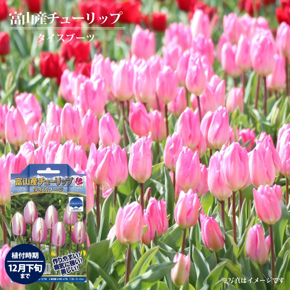 チューリップ タイスブーツ 