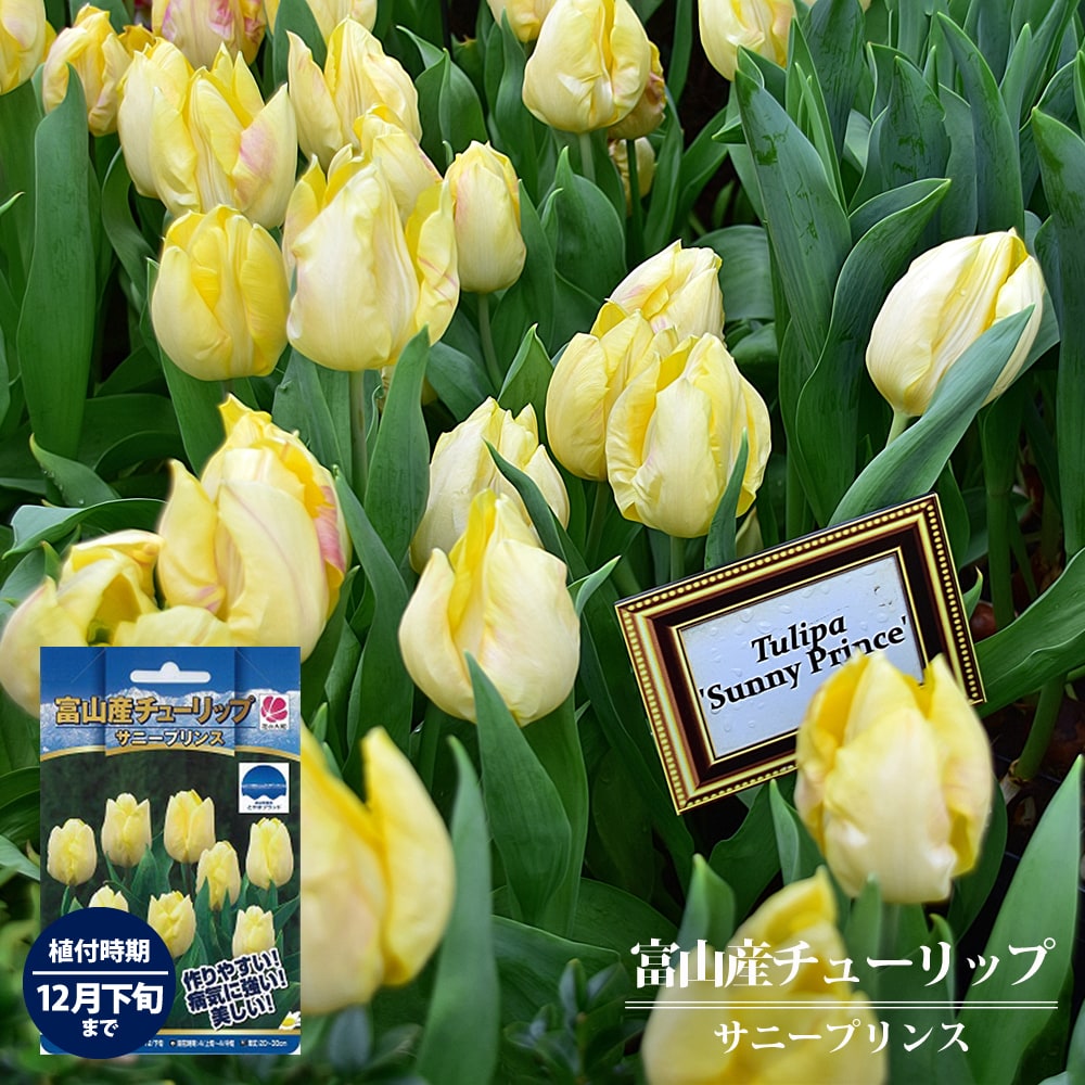 チューリップ サニープリンス 
