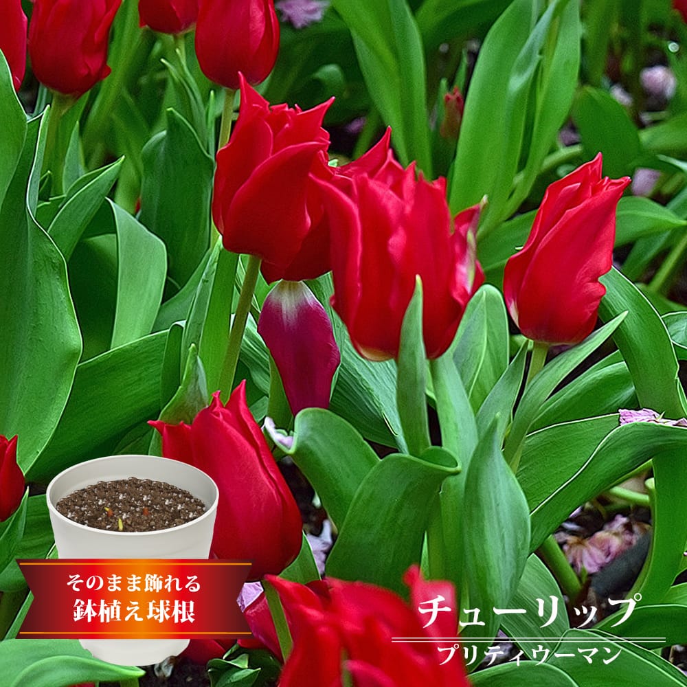 チューリップ プリティーウーマン