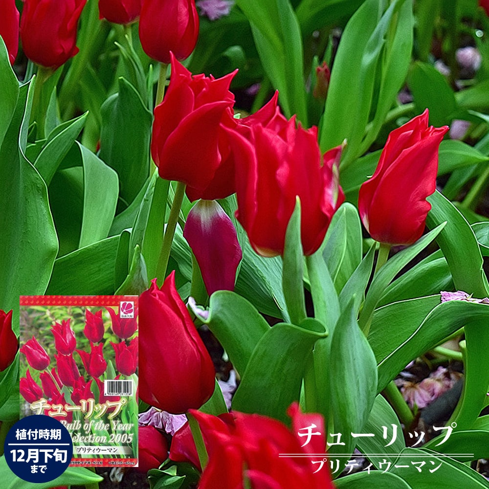 チューリップ プリティーウーマン 