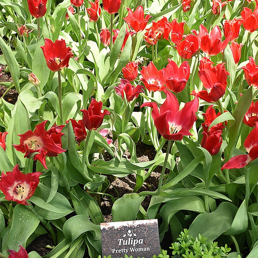 チューリップ プリティーウーマン 1