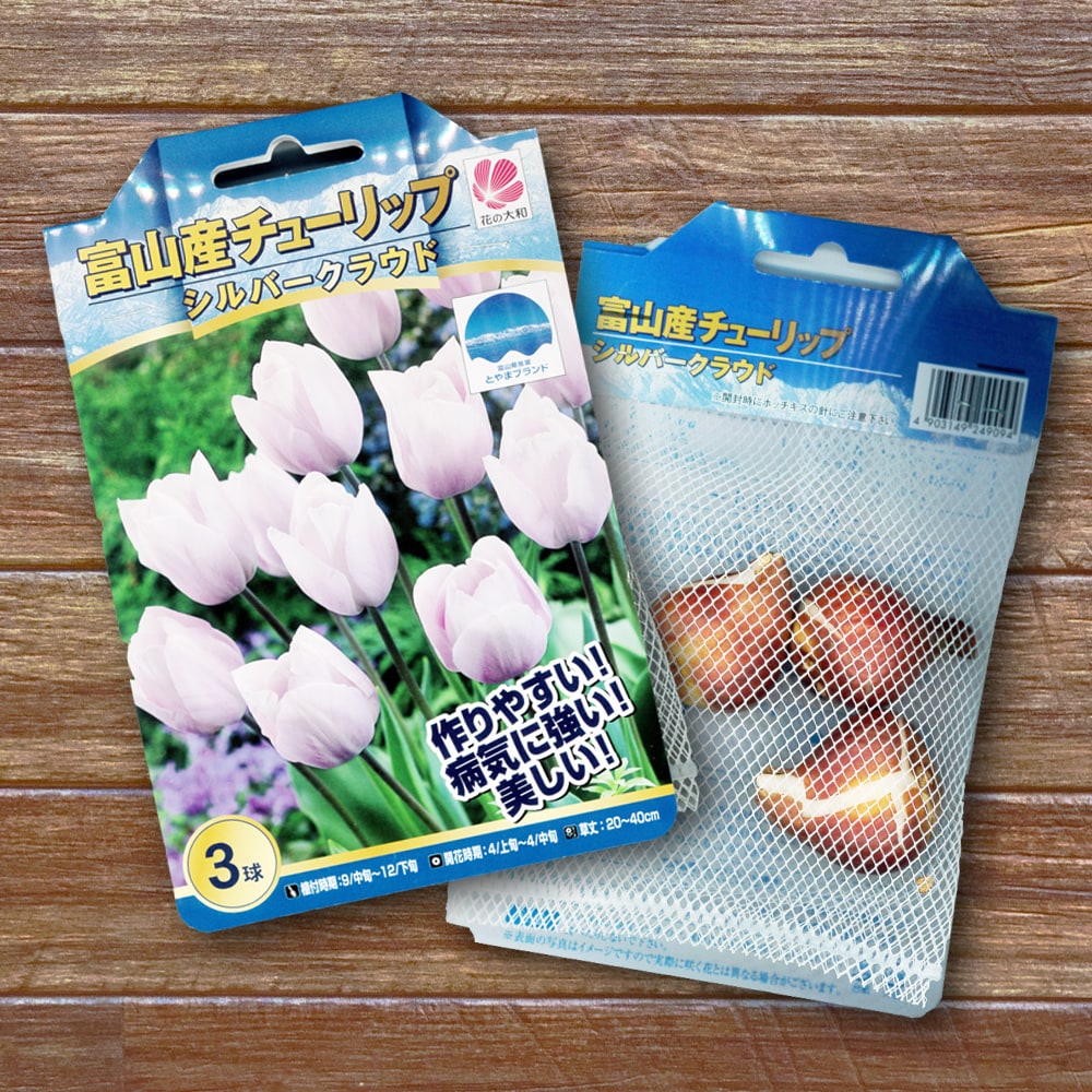 チューリップ シルバークラウド 