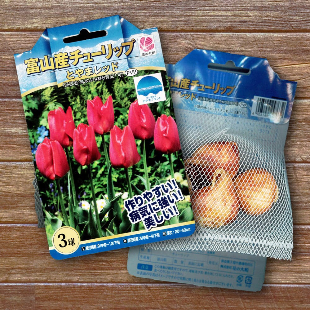 チューリップ とやまレッド 