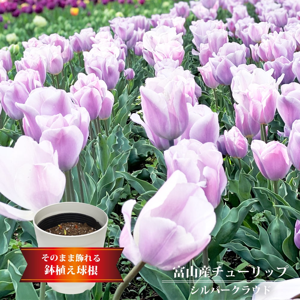 チューリップ シルバークラウド 