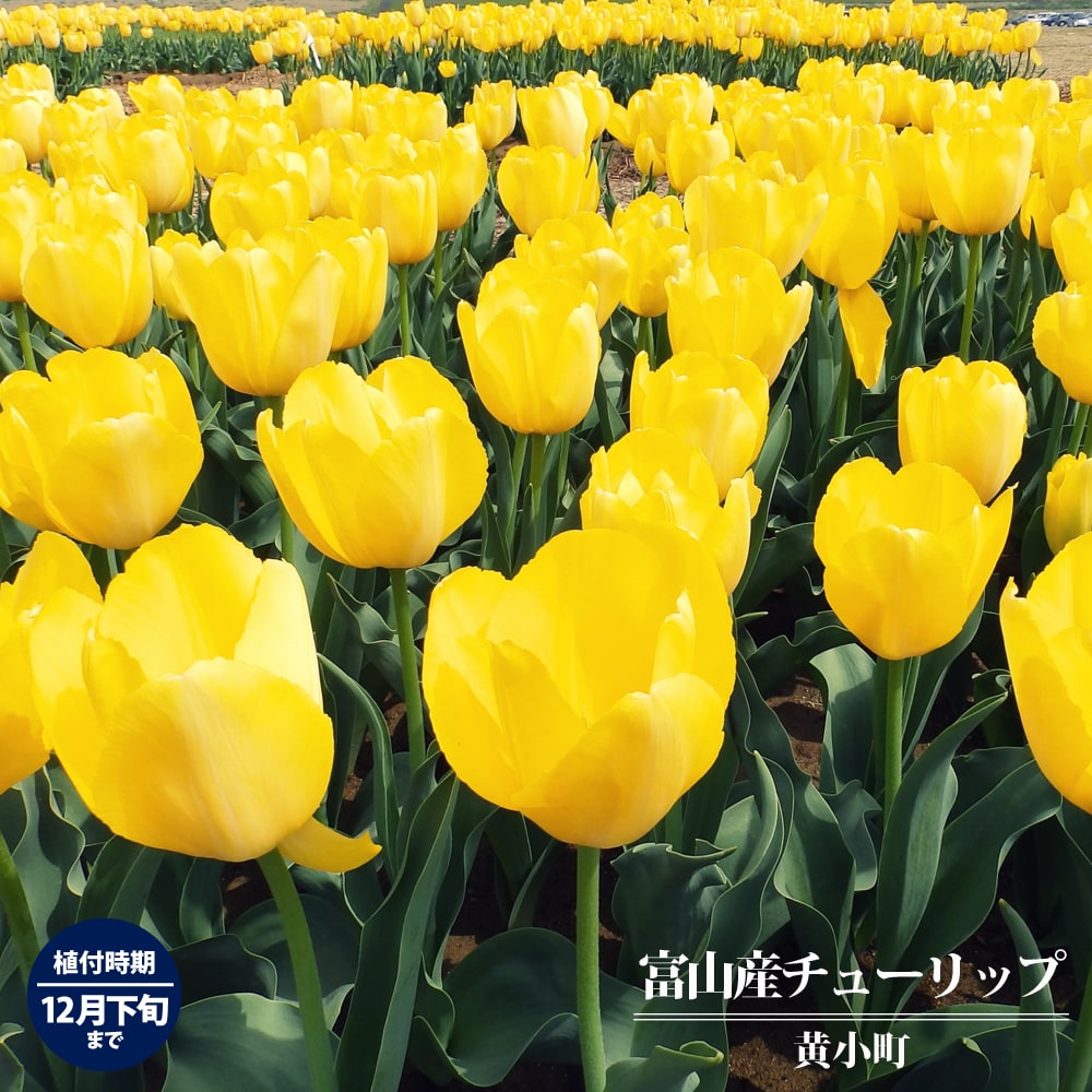 チューリップ 黄小町  