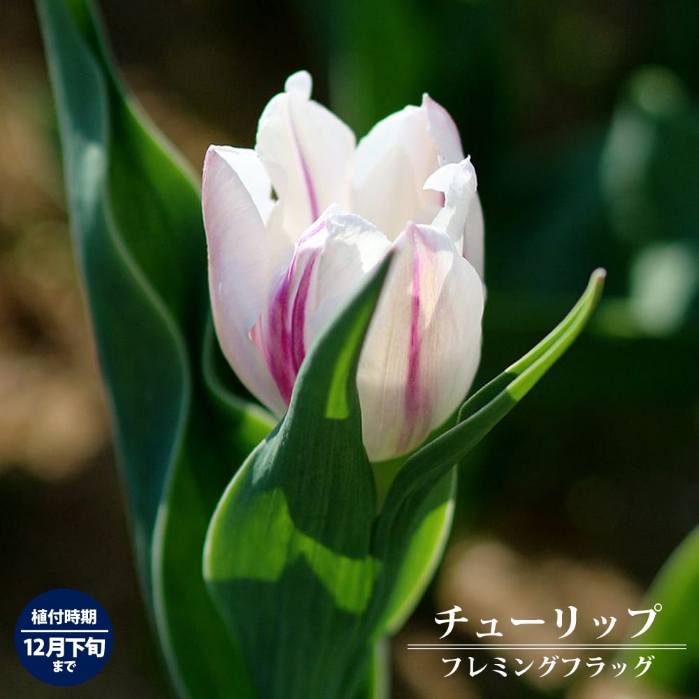 チューリップ フレミングフラッグ 