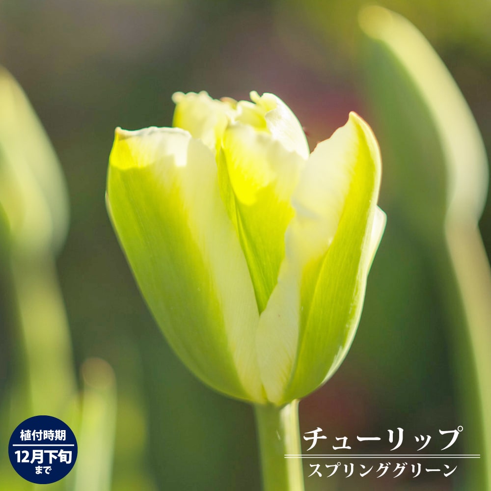 チューリップ スプリンググリーン 