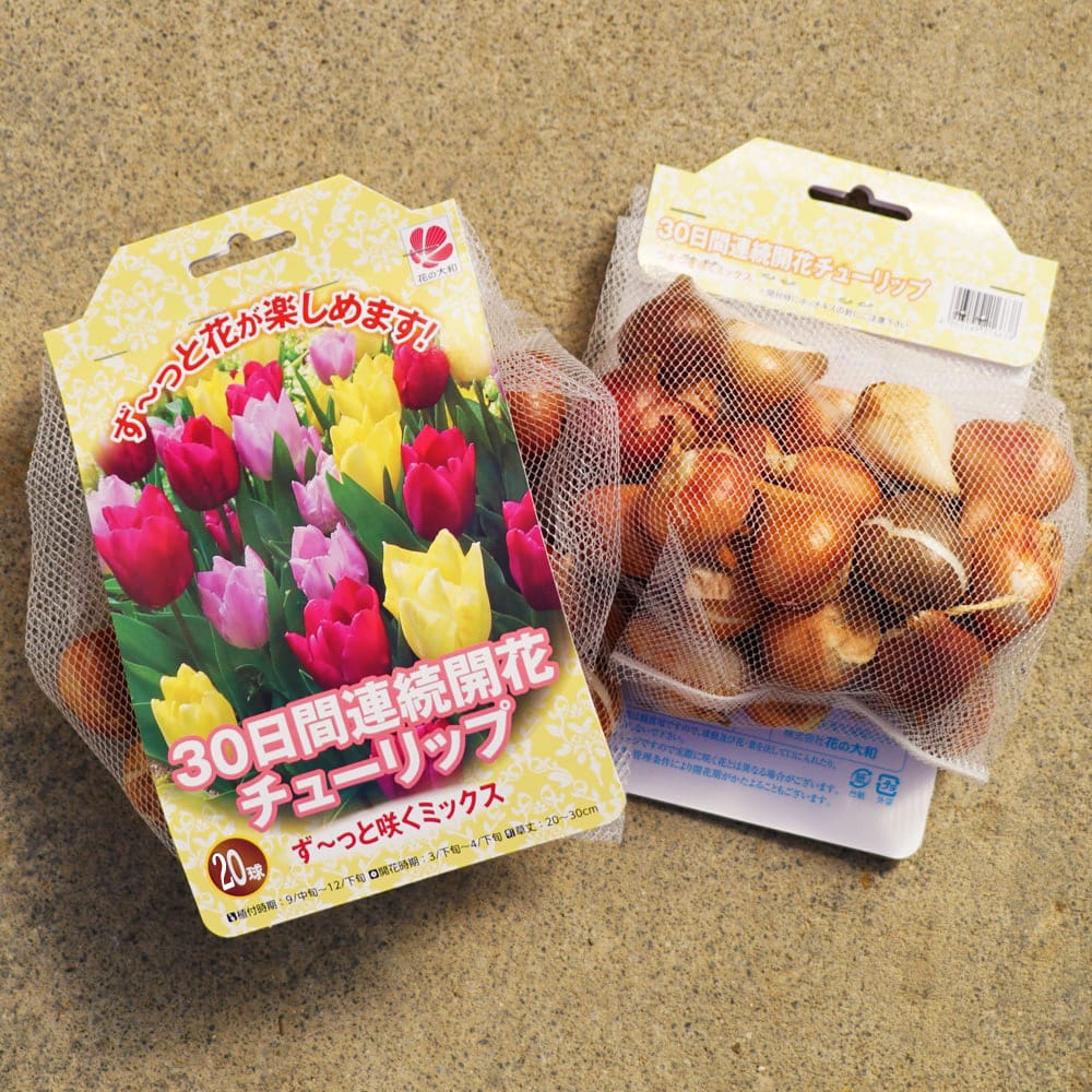チューリップ 球根 【ず～と咲くミックス・30日間連続開花】 （20球