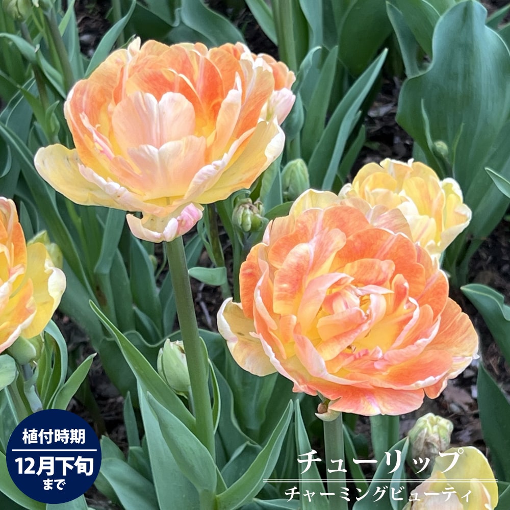 チューリップ チャーミングビューティ 