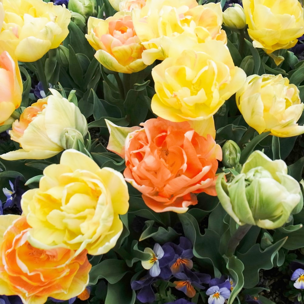 チューリップ チャーミングビューティ 2