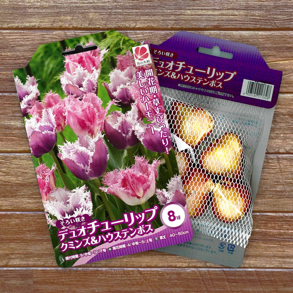 チューリップ デュオチューリップ クミンズ&ハウステンボス 