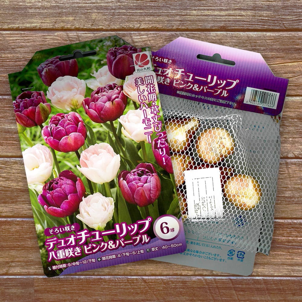 チューリップ デュオチューリップ ピンク&パープル 