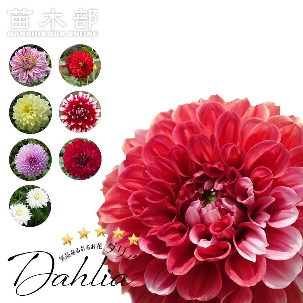 ダリア 数量限定の大株 【極上ダリア】 苗 販売 苗木部 By 花ひろば