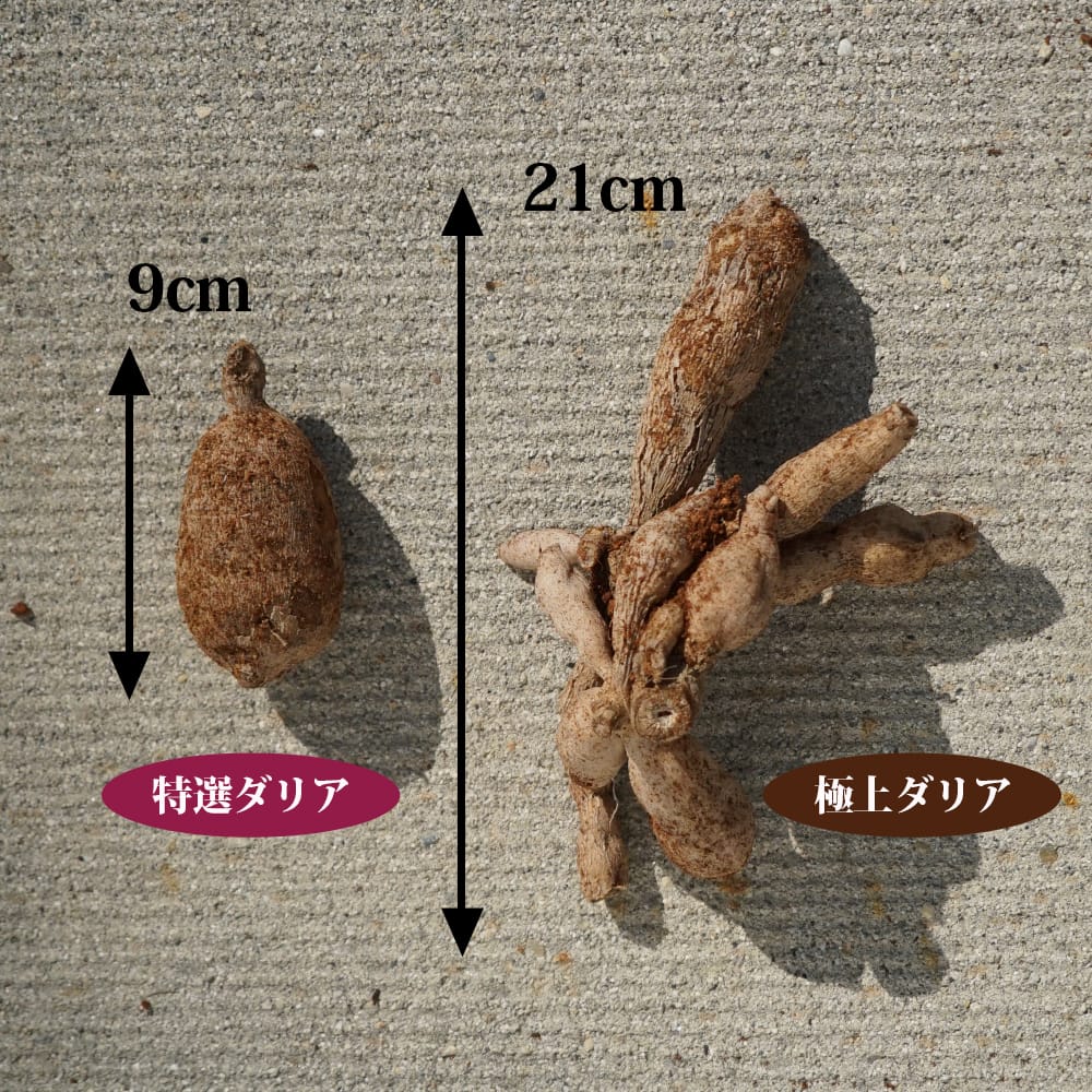 ダリア 数量限定の大株 【極上ダリア】  10