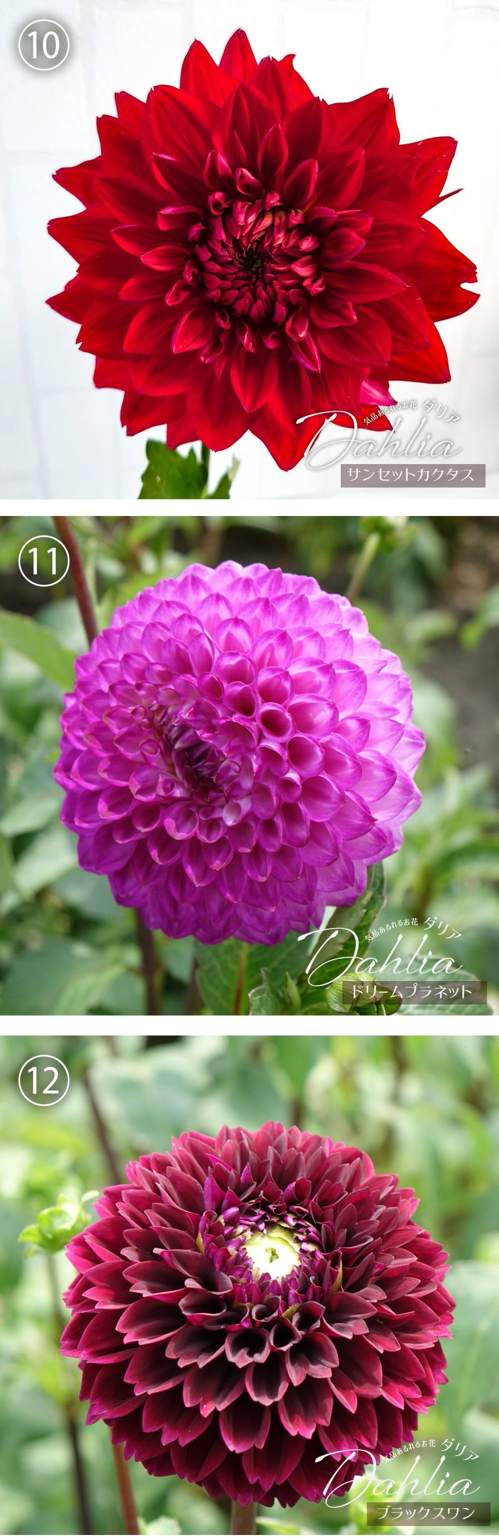 【特選ダリア】上からサンセットカクタス、ドリームプラネット、ブラックスワン
