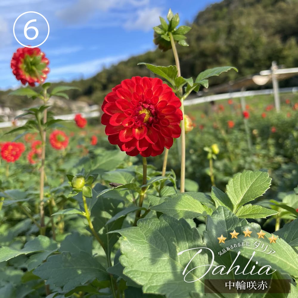 ダリア 数量限定の大株 【極上ダリア】 苗 販売 苗木部 By 花ひろば