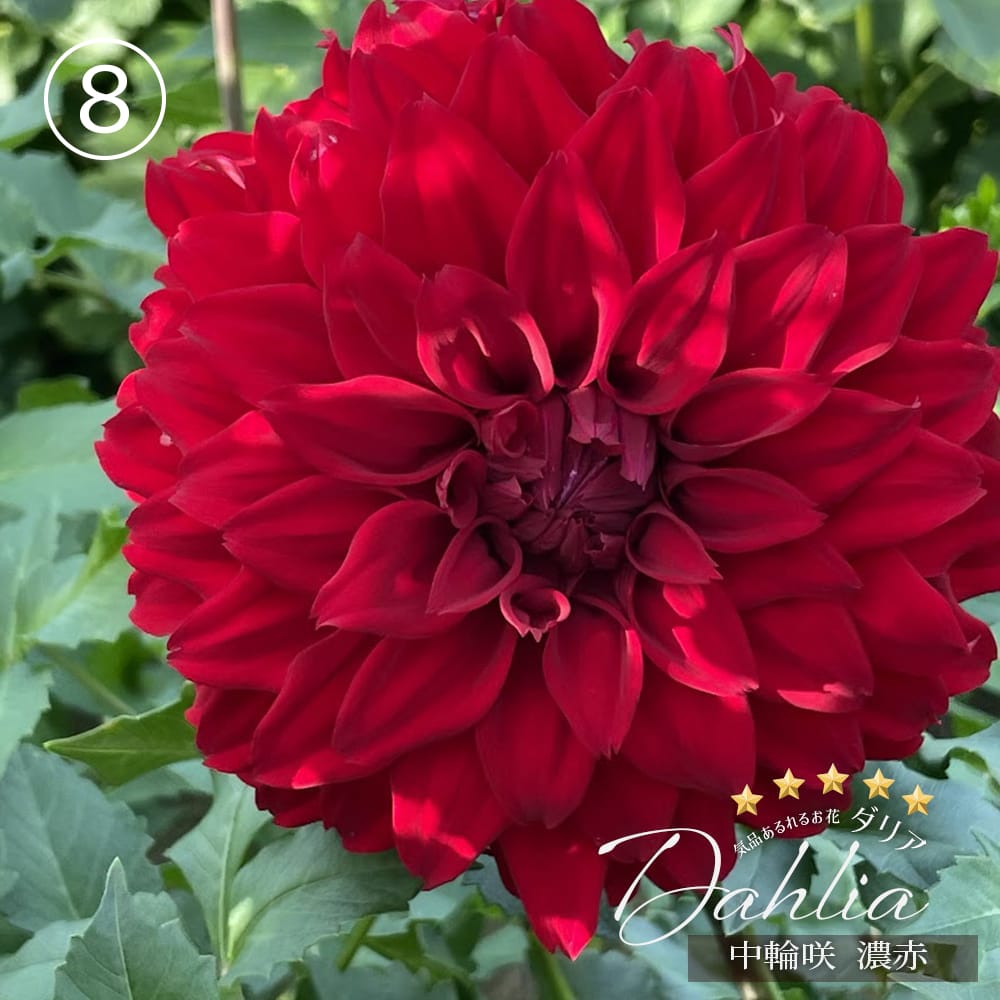 ダリア 数量限定の大株 【極上ダリア】 苗 販売 苗木部 By 花ひろば
