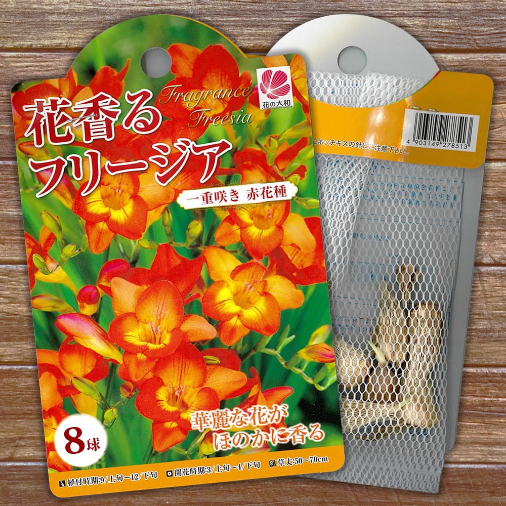 フリージア 一重 赤花 複色 